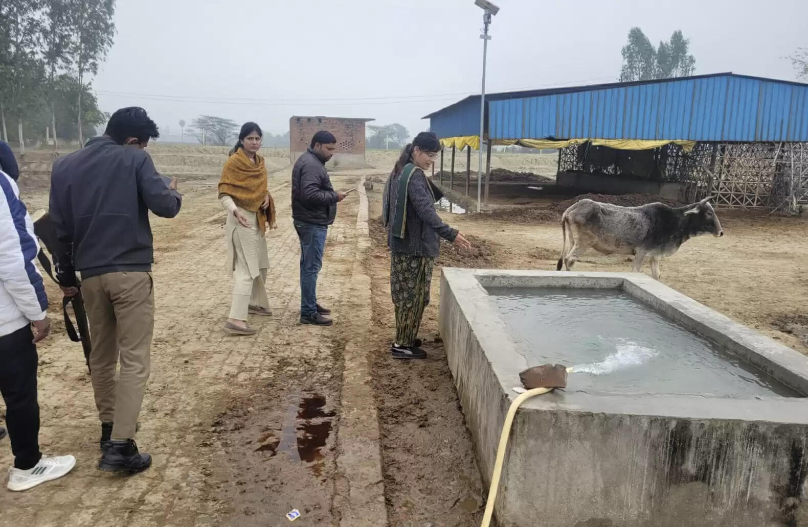 औरैया: गौशाला में तीन दिनों से मृत पड़े गौवंश, आंखें गायब