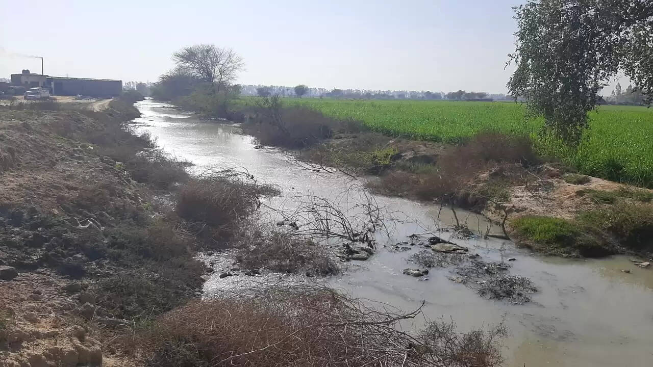 नूंह में उद्योगों के दूषित पानी से किसान परेशान,फसल हो रही खराब