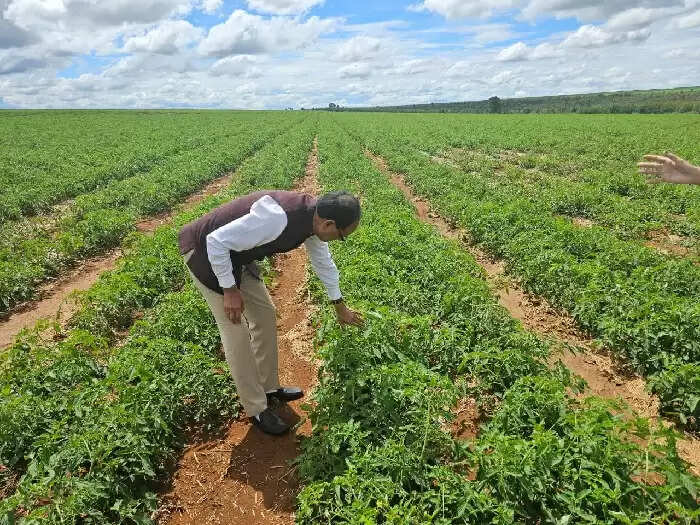 (अपडेट) केंद्रीय कृषि मंत्री शिवराज चौहान ने ब्राजील में सोयाबीन उत्पादन प्लांट और टमाटर के खेतों का किया दौरा