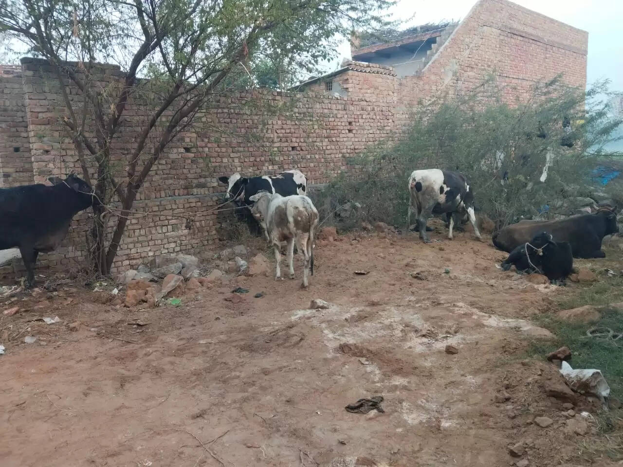 नूंह में गाै-तस्करों से छह गौवंशों को बचाया, आरोपी फरार