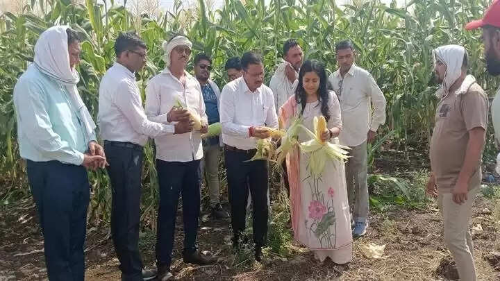 खरगोनः कलेक्टर ने शाहपुरा, बोरगांव, बैजापुर में पपीता एवं स्वीट कार्न मक्का की खेती का किया निरीक्षण