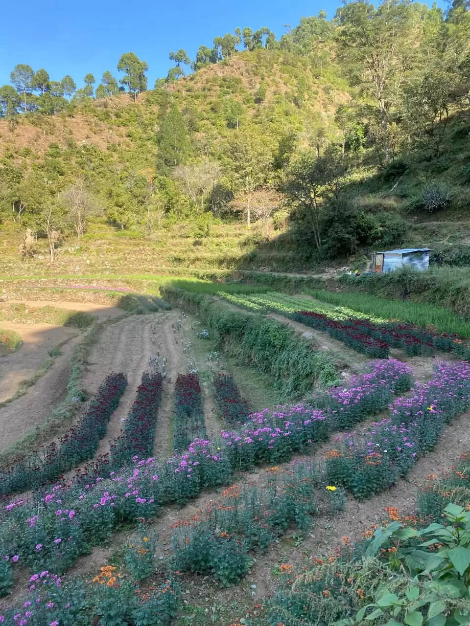 पाबौ में फ्लोरीकल्चर को मिली नयी उड़ान