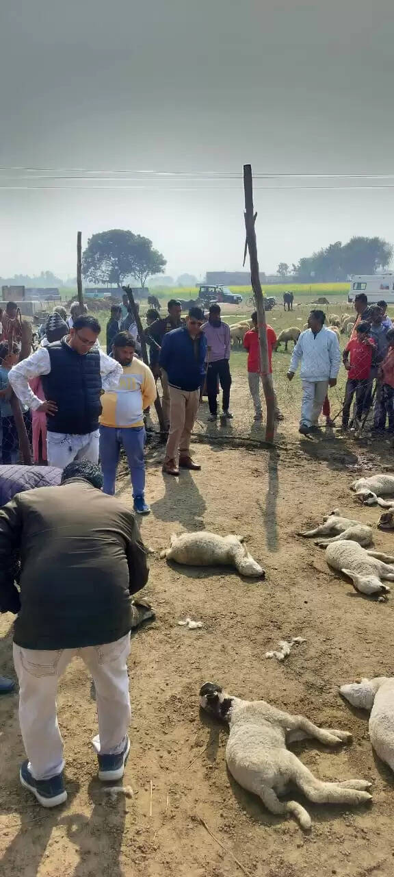 खूंखार भेड़िए ने पशु बाड़े में घुसकर 20 भेड़ों को मार डाला, 20 गंभीर रूप से घायल