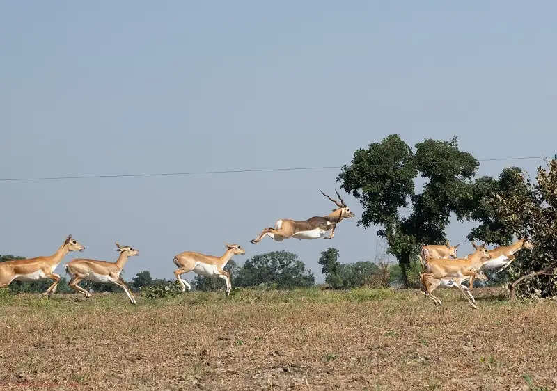मप्रः कृष्ण-मृग स्थानांतरण अभियान का दूसरा चरण प्रारंभ