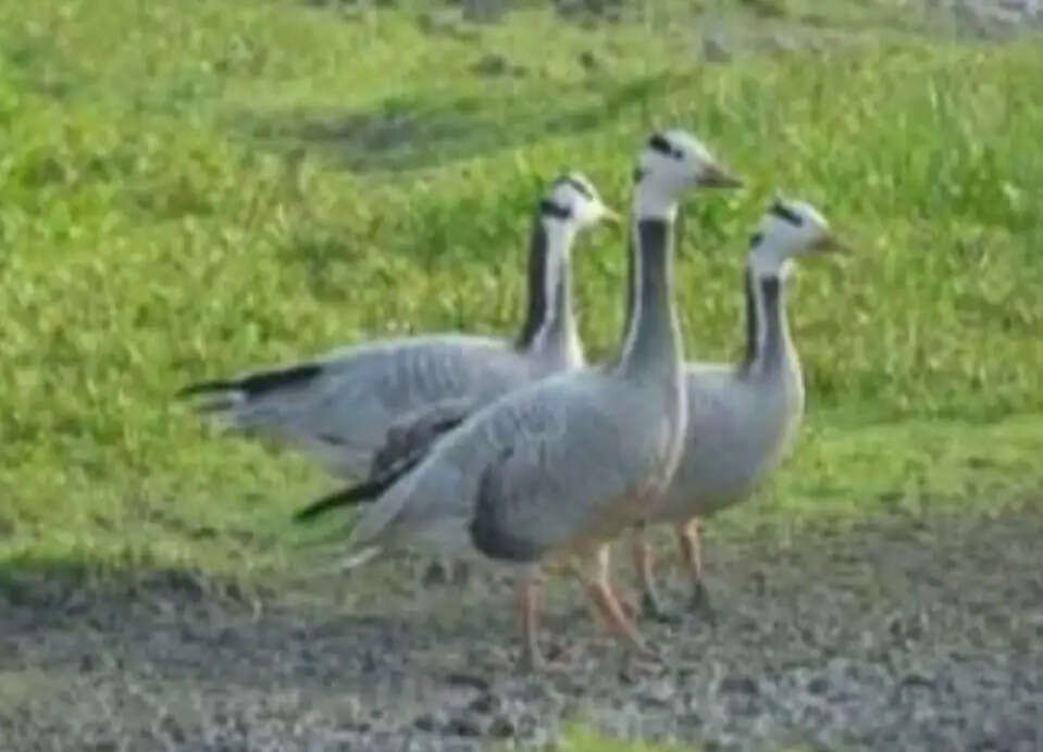 सोनवर्षा वैटलैंड का चारागाह विदेशी पक्षियों से हो रहा गुलजार