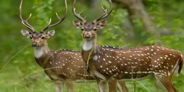 डॉ. भीमराव अंबेडकर के नाम से बना मध्य प्रदेश का 25वाँ अभयारण्य