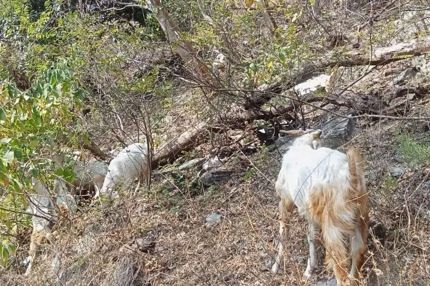 सरकारी योजना से बदली जिंदगी, पूजा कंडारी बनीं आत्मनिर्भर पशुपालक