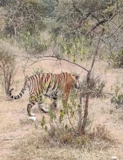 सरिस्का को आबाद करने वाली उम्रदराज बाघिन एसटी 2 की बीमारी से मौत