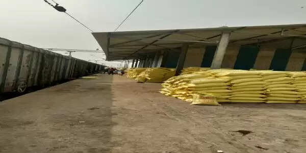 कृषि विभाग का दावा...अच्छी बरसात से बढ़ा गेहूं का रकबा, एक साथ बुवाई से बढ़ी यूरिया की मांग