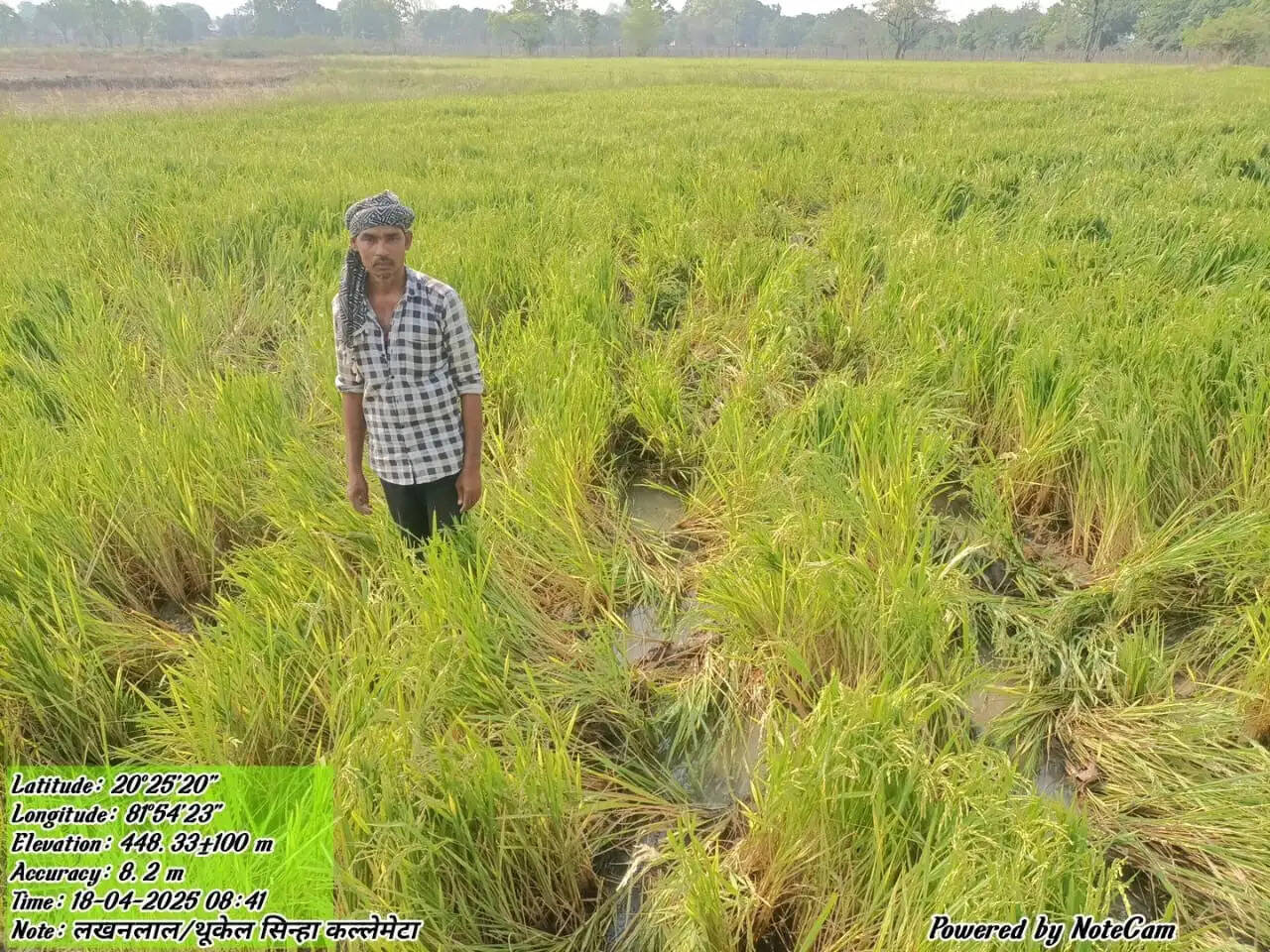 तीन दंतैल हाथी पहुंचे, रबी धान फसल को रौंदकर पहुंचा रहा नुकसान