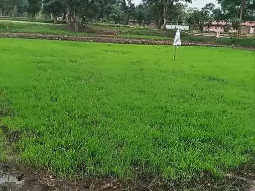 अनूपपुर: मानसून की देरी से किसान परेशान, दोपहर हुई बारिश ने भिगाेया जिले को