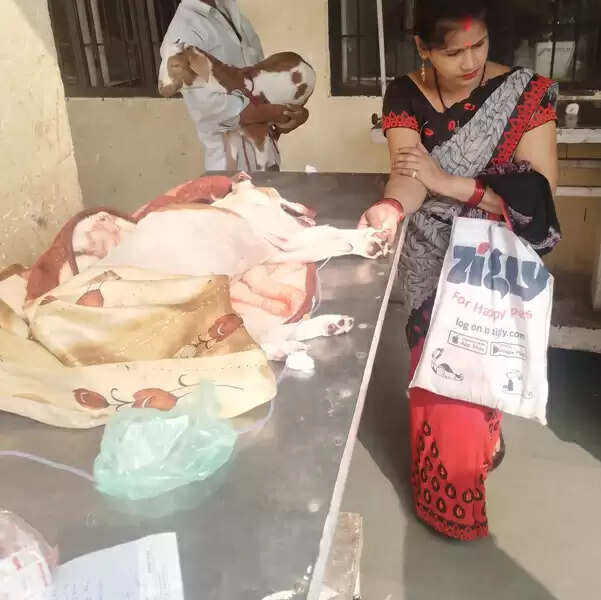 लखनऊ में पशु चिकित्सालयों में बढ़ रहे प्रोस्टेट कैंसर के मरीज&nbsp;