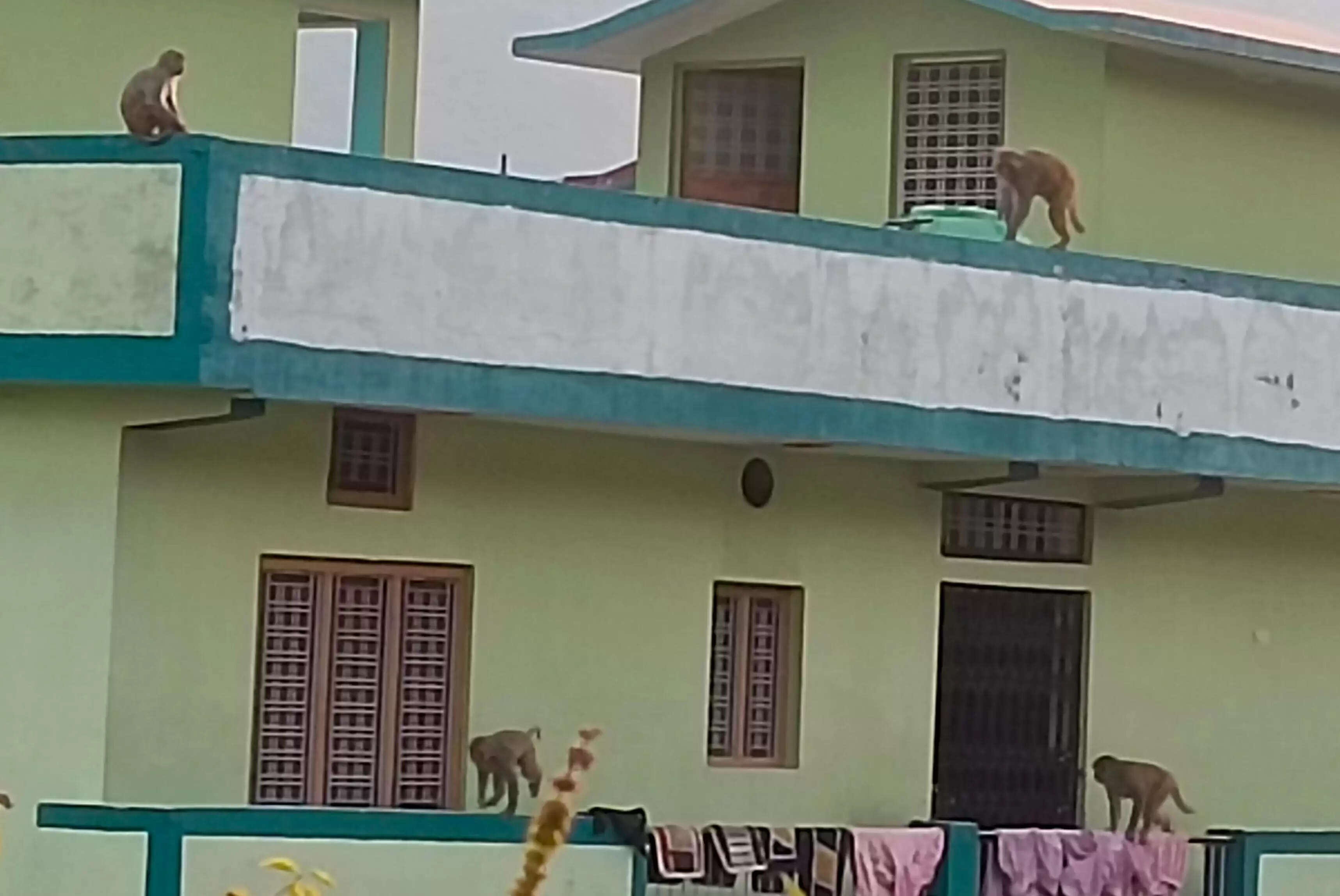 चिन्यालीसौड़ में बंदरों का आतंक, दहशत में लोग