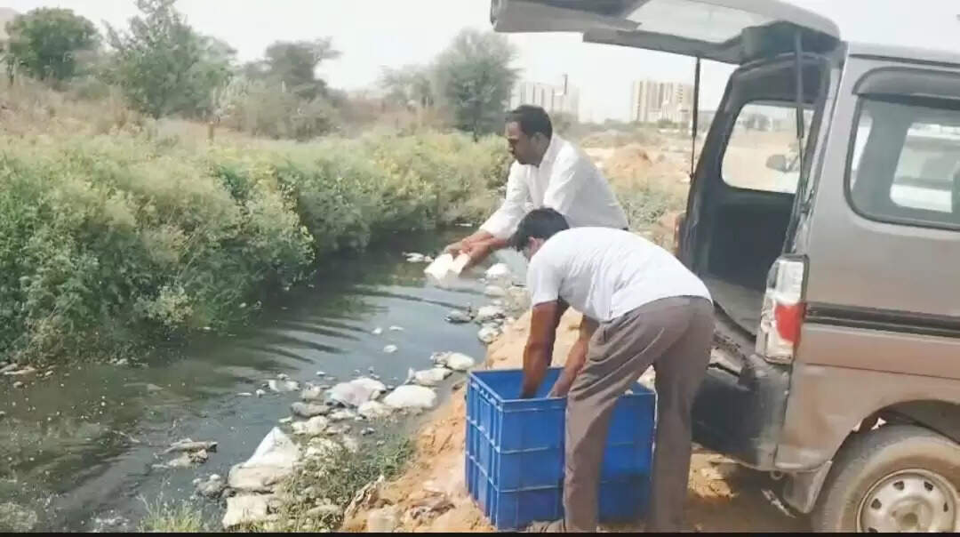 जयपुर में फूड सेफ्टी टीम ने करवाया 250 किलो संदिग्ध पनीर नष्ट