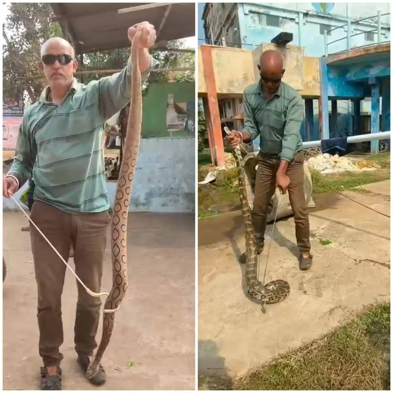 धमतरी:सर्प मित्र सूर्यकांत साहू ने किया अजगर और रसल वाइपर का सफल रेस्क्यू