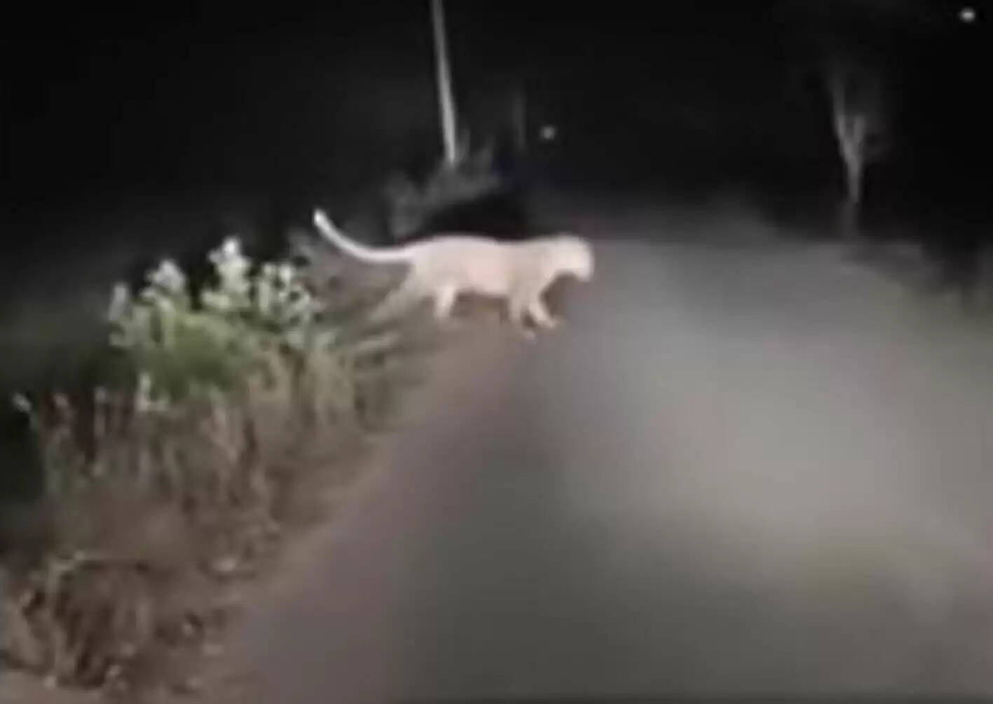 उज्जैनः माकड़ोन के गांवों में बाघ या तेंदुआ देने जाने की खबर अफवाह