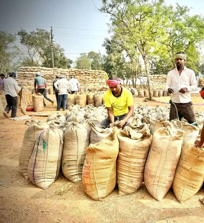 जिले में 1.17 लाख मी टन धान की हुई खरीद, 409.32 करोड़ रुपये का हुआ भुगतान