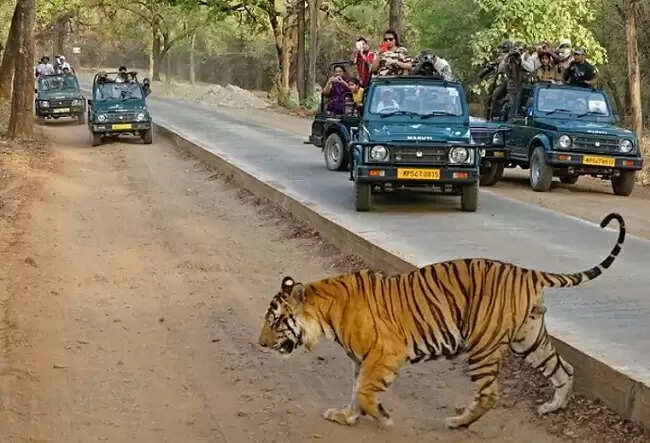 मप्रः टाइगर रिज़र्व में सफारी के लिए एमपी आनलाइन से ही करें बुकिंग-वन विभाग ने की अपील