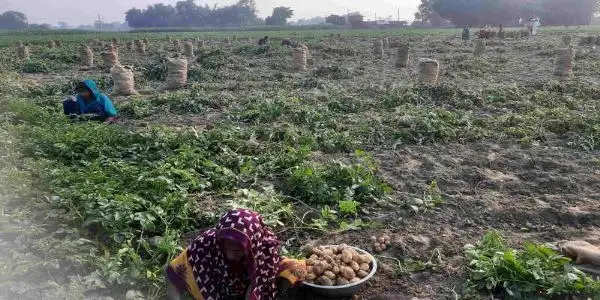 जाते-जाते यह साल आलू किसानों को दे गया धोखा, किसानों के सपनों पर पानी