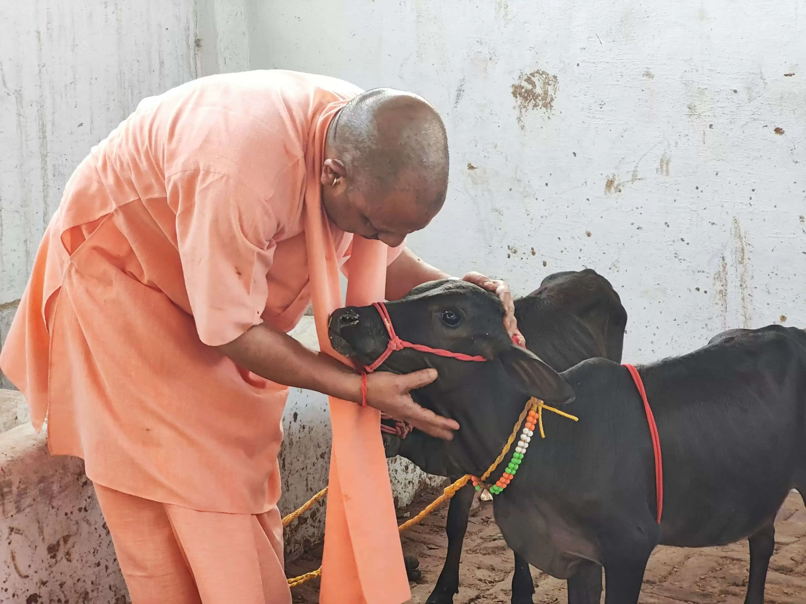 गोरखनाथ मंदिर में आई पुंगनूर गाय, सीएम योगी ने खूब दुलारा