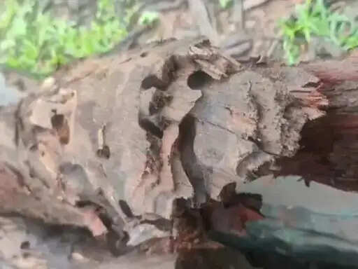 अनूपपुर: साल बोरर का प्रकोप, 9535 साल के पेड़ काटने की मिली मंजूरी