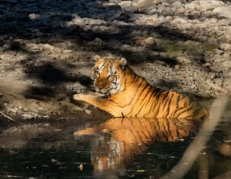 खिवनी अभयारण्य बनेगा वन्यजीव संरक्षण और इको-टूरिज्म का आदर्श मॉडल : मुख्यमंत्री डॉ. यादव