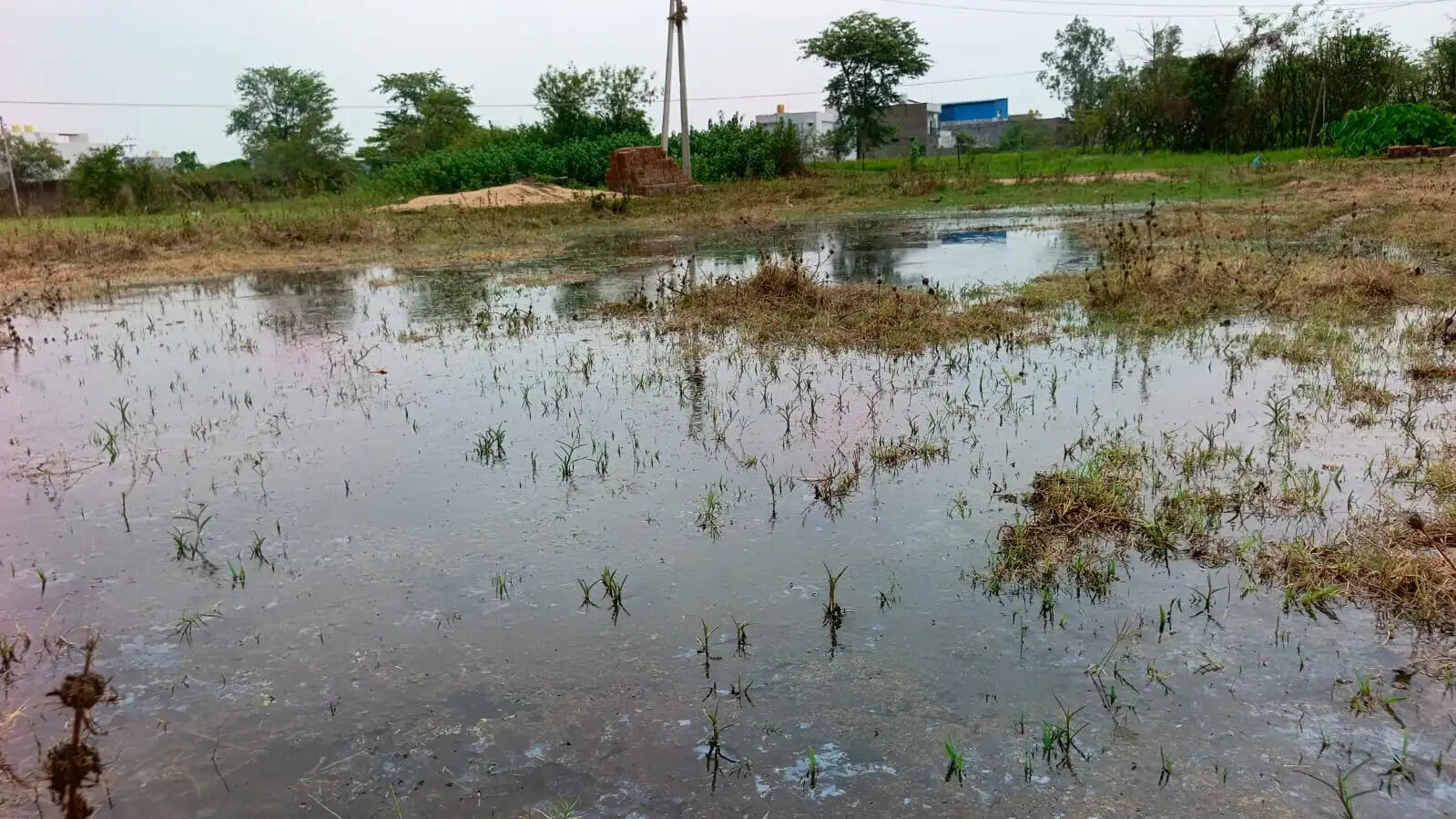 खेतों के पानी से सोरिद वार्ड की गलियाें में भर रहा पानी, कई परिवारों की बढ़ी परेशानी