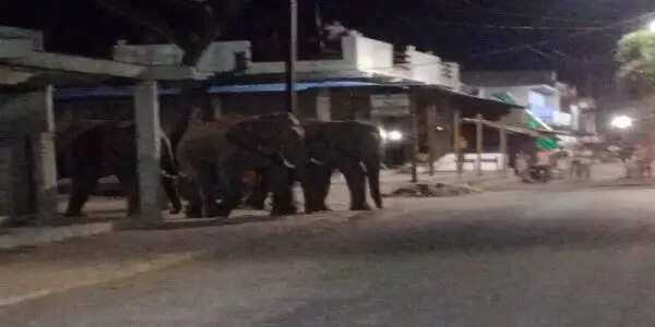 37 दिन बाद फिर अनूपपुर लौटे हाथी: जैतहरी में मचाया उत्पात, 25 किलोमीटर का सफर तय कर गोबरी जंगल पहुंचे, ग्रामीणों में दहशत