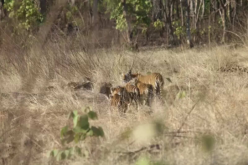 मप्रः विंध्य की गोद में बसा खिवनी अभयारण्य बन रहा इको-टूरिज्म का आकर्षण केन्द्र