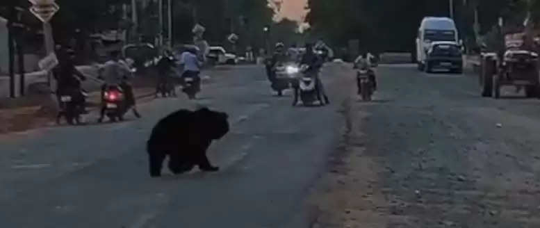 कांकेर : दिनदहाड़े गोविंदपुर इलाके में वन्य प्राणी भालू घूमता देखा गया