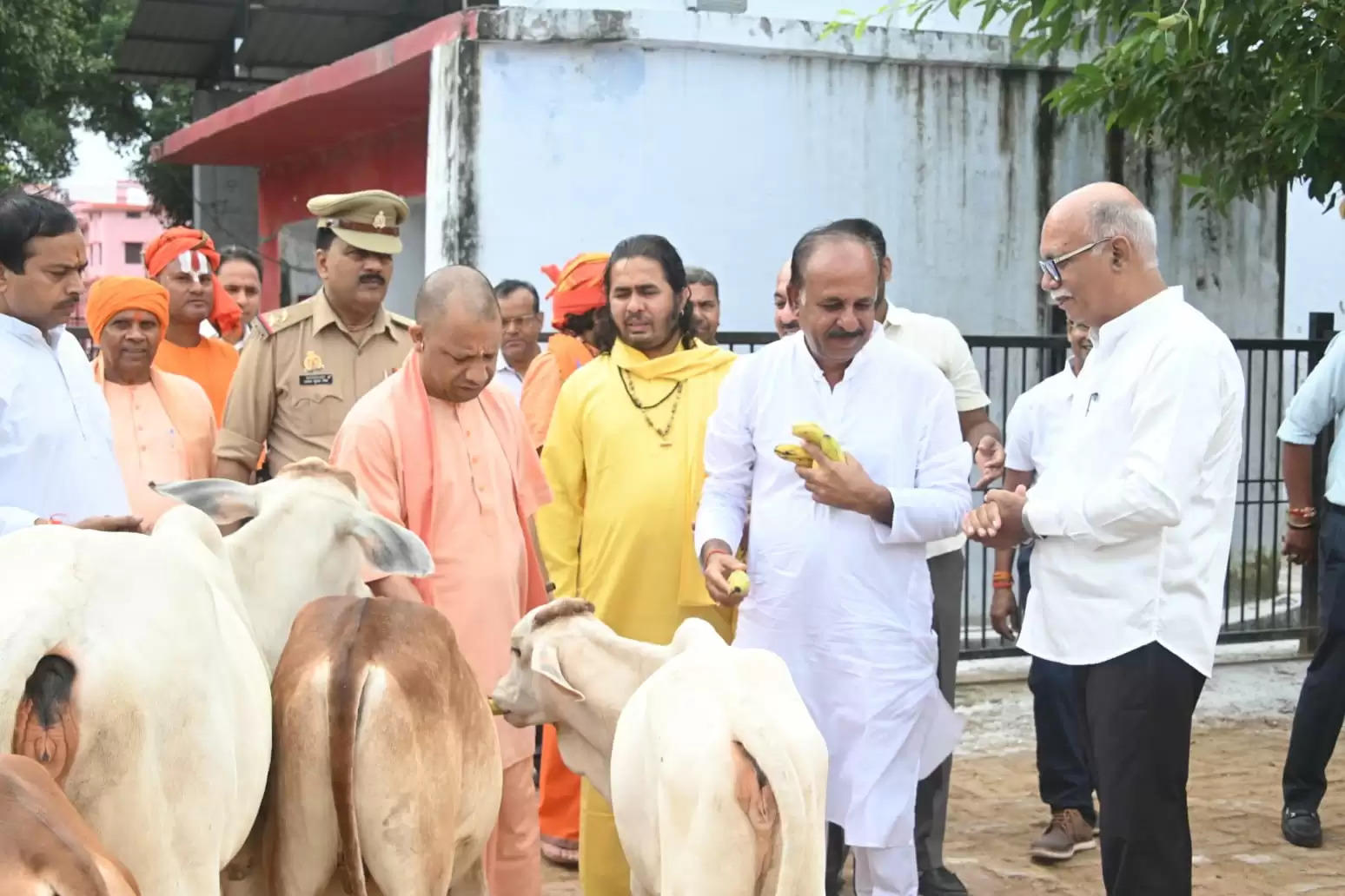 गोरखनाथ मंदिर की गोशाला में मुख्यमंत्री याेगी आदित्यनाथ ने की गोसेवा