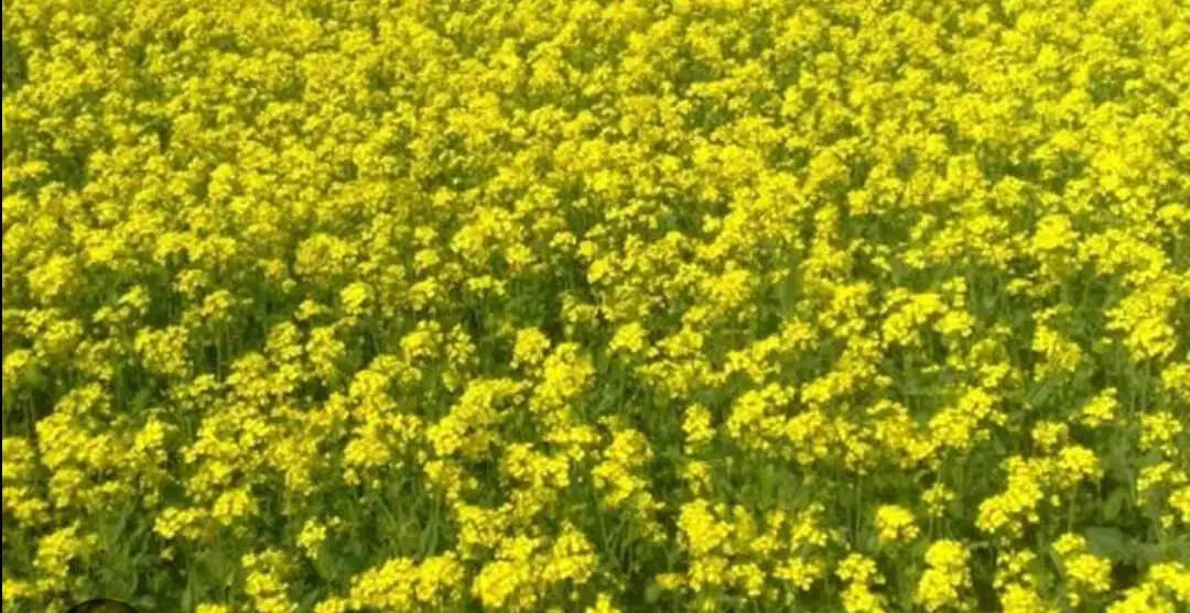 सर्दी के मौसम में सरसों की फसल के लिए माहू कीट है खतरनाक:&nbsp;प्रो एसके विश्वास