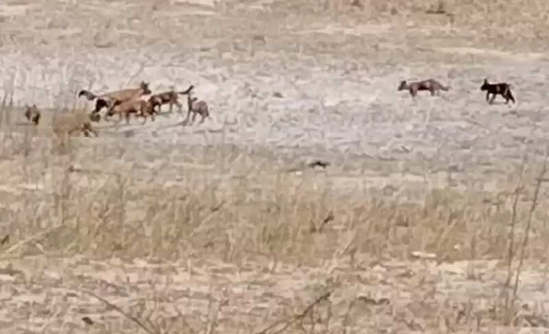 मप्रः बाँधवगढ़ टाइगर रिजर्व में दुर्लभ वन्य-प्राणी सोन कुत्ते पाये गये