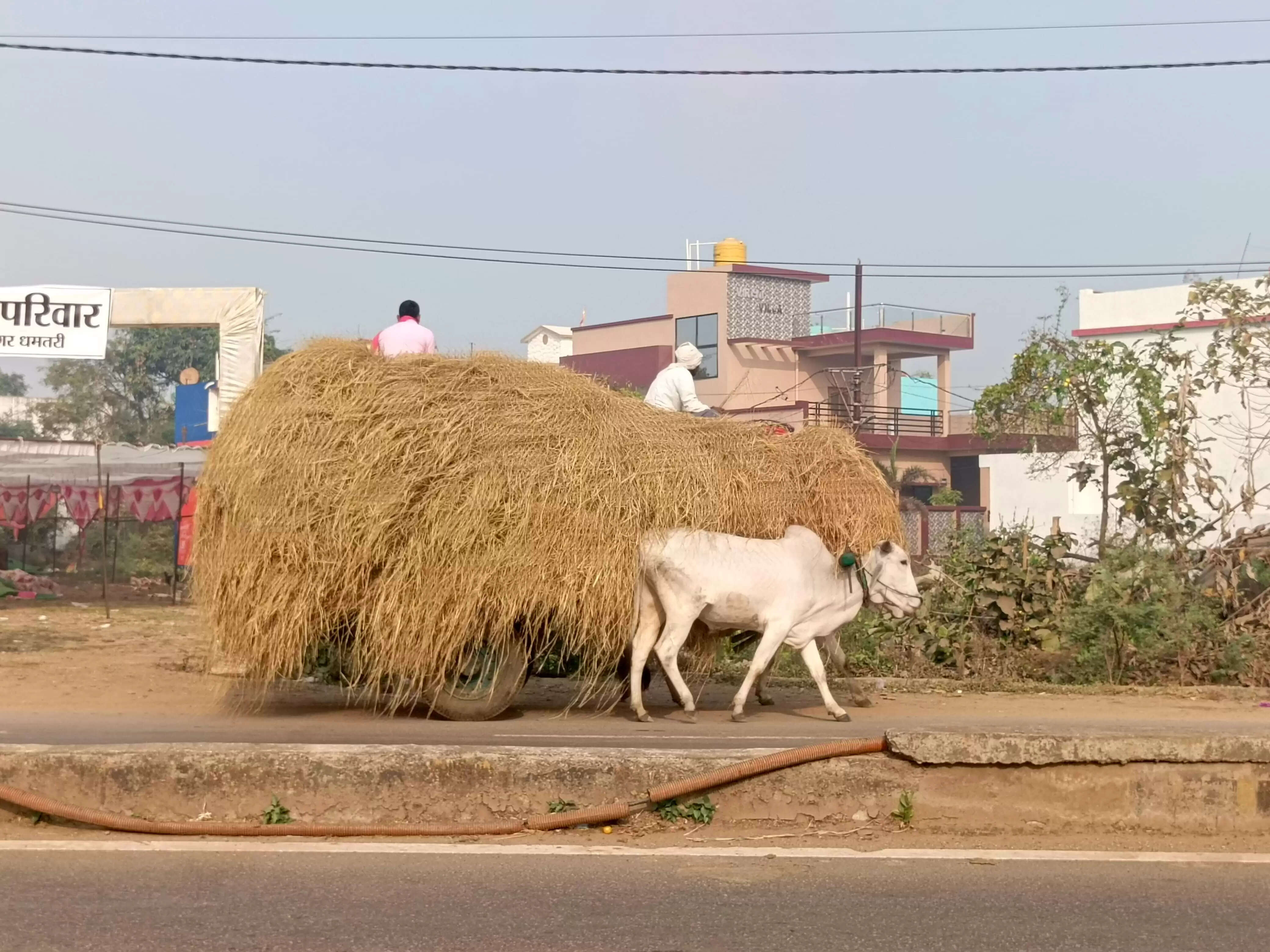 धान कटाई के बाद पैरा ले जा रहे किसान, मवेशियों के चारे की बढ़ी मांग