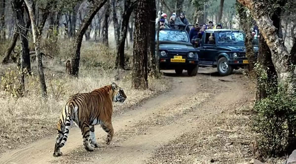 सरिस्का और रणथंभौर जाने वाले पर्यटक तीन महीने तक नहीं कर पाएंगे बाघों का दीदार