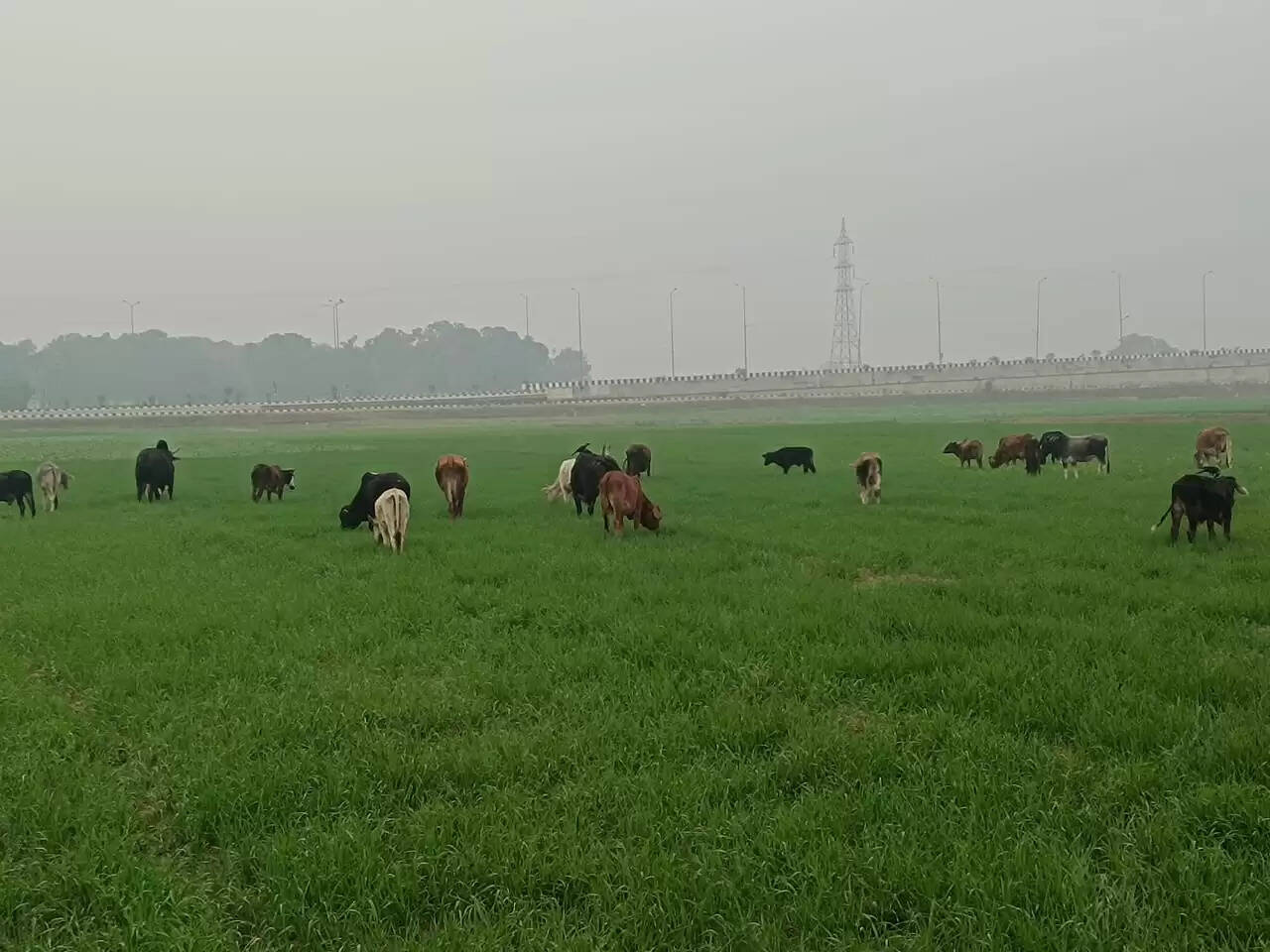 छुट्टा पशुओं से कुसहरा गांव के किसान बेहाल, सैकड़ों एकड़ फसल तबाह