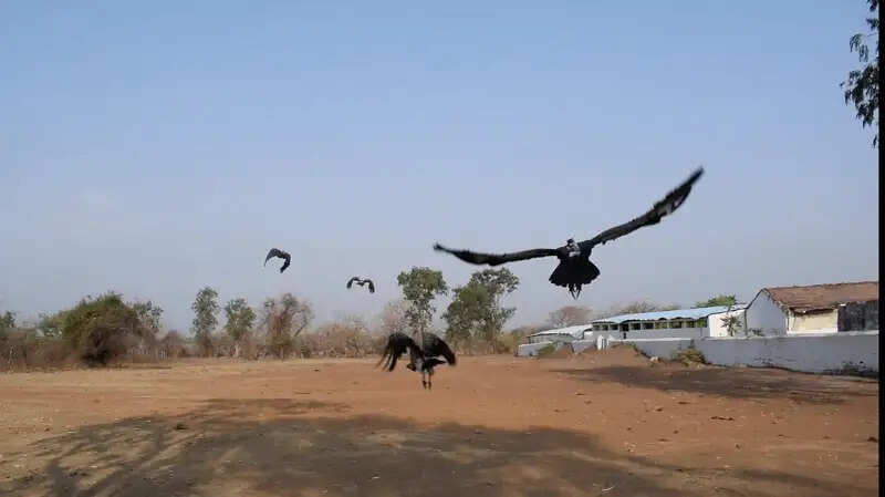 भोपालः गिद्ध संरक्षण एवं प्रजनन सेंटर केरवा के 6 केप्टिव ब्रीडिंग गिद्धों को प्राकृतिक रहवास हलाली डेम के वन क्षेत्र में छोड़ा गया