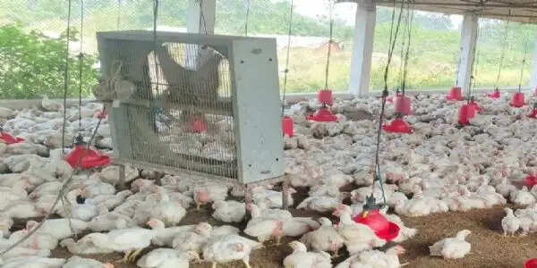 बर्ड फ्लू को लेकर धमतरी जिले में अलर्ट जारी