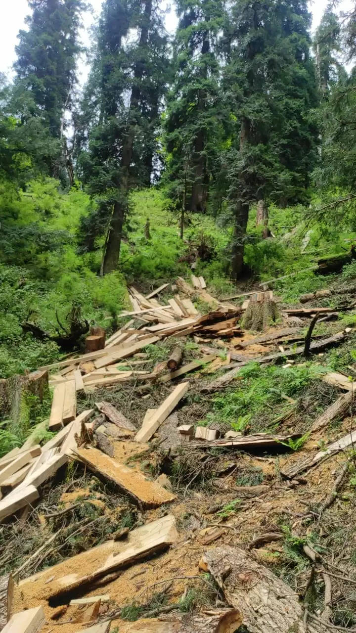 भाजपा विधायक ने लगाया बंजार में वनों अवैध कटान का आरोप