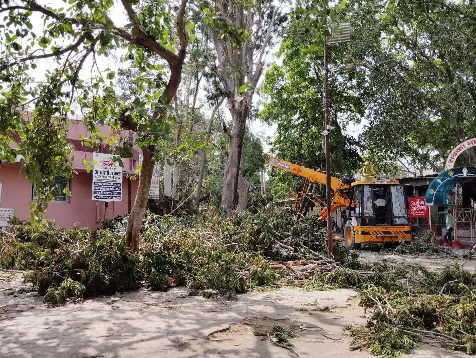 पक्षियों के जाने के बाद जिला अस्पताल में पेड़ों की कटाई-छंटाई शुरू