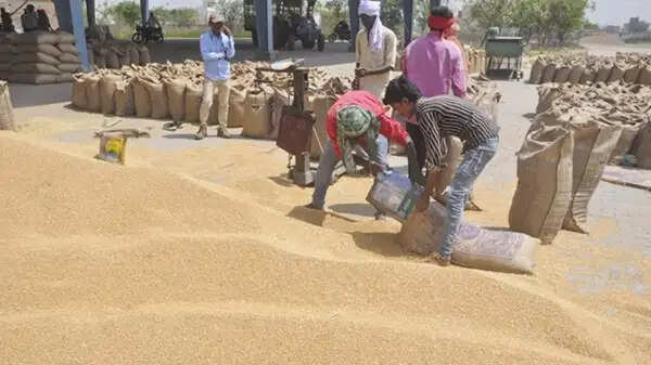 मप्र में अभी तक एक लाख 88 हजार 971 किसानों से खरीदी गई 81 लाख 76 हजार 970 क्विंटल गेहूं