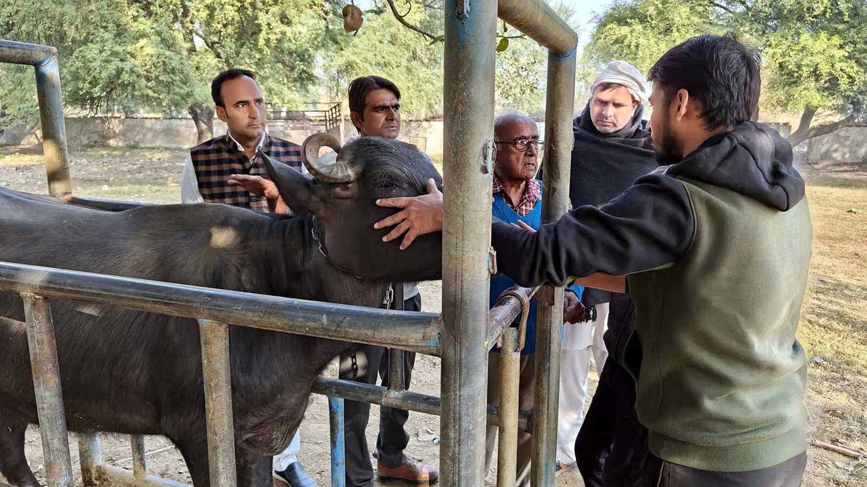 हिसार: सर्दी से बचने के लिए दुधारू व गर्भवती पशुओं का ढकाव व धूप सिकाव जरूरी: कर्नल डॉ. खुल्लर