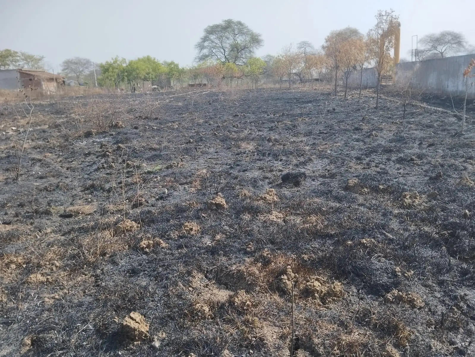 कृष्ण कुंज एक बार फिर भीषण आग की चपेट में , छोटे-बड़े पेड़-पौधे जलकर राख