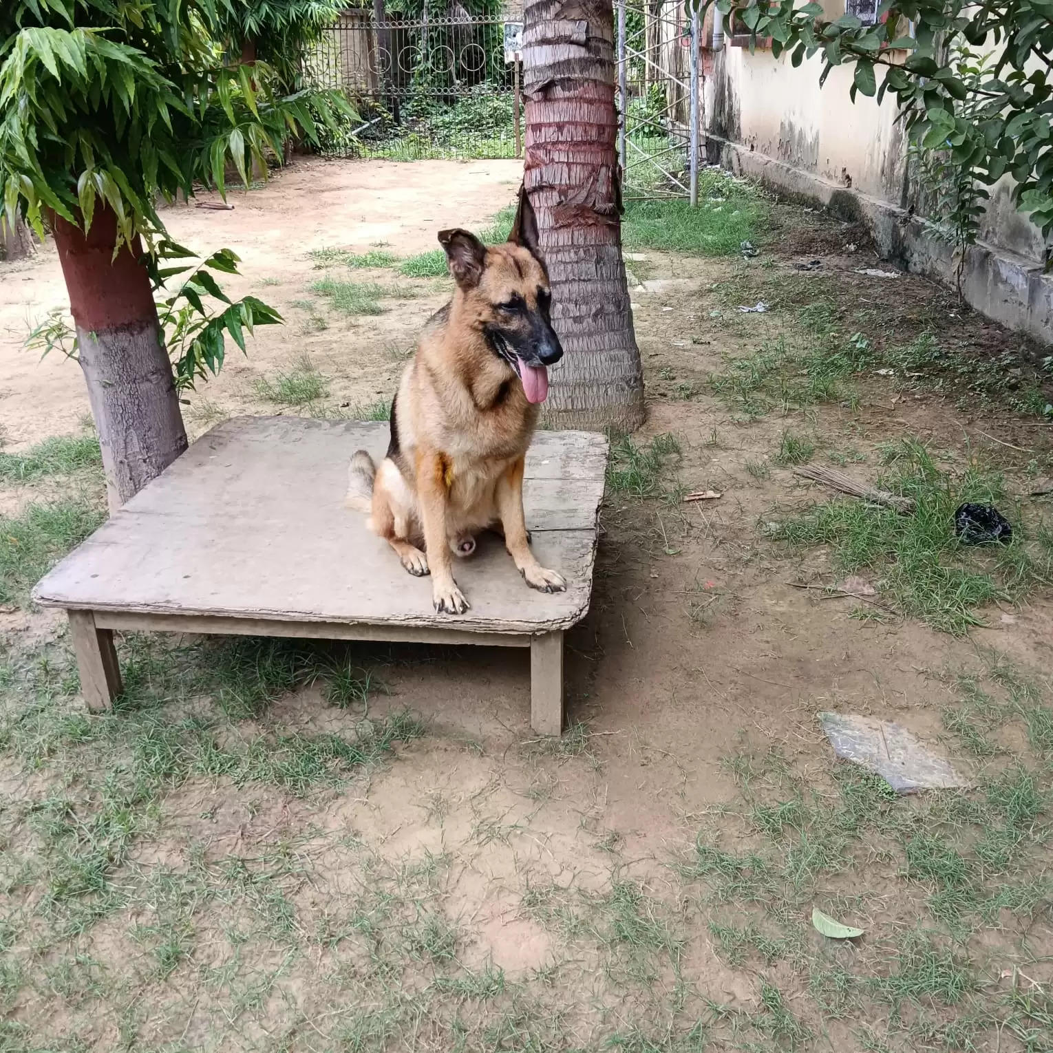 आरपीएफ के ट्रैकर डॉग एलेक्स को हत्या के दो मामलों को सुलझाने के लिए सराहा गया