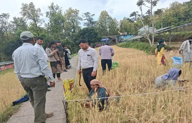 सीडीओ ने गेहूं की क्रॉप कटिंग प्रक्रिया का किया निरीक्षण