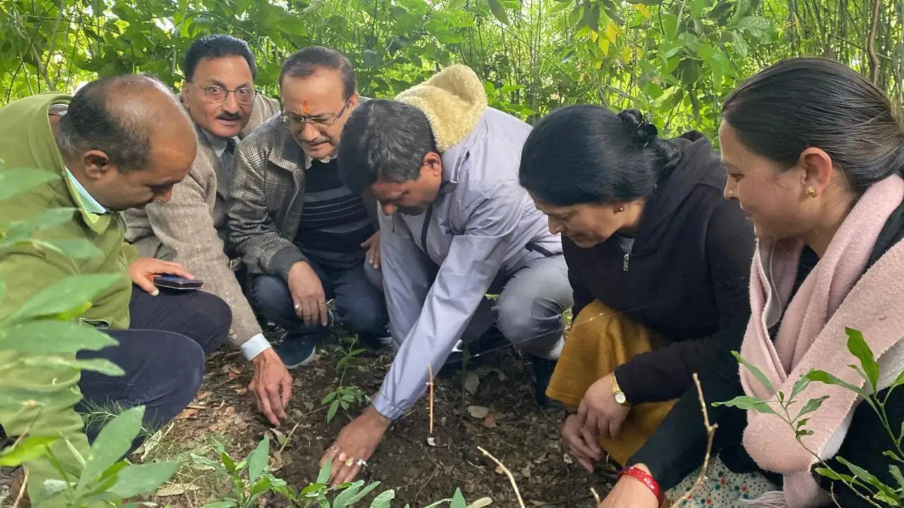 कुमाऊं विश्वविद्यालय में तिमूर और तेजपत्ता के पौधे रोपे