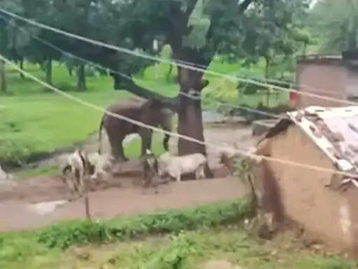 शहडोल: बस्ती के बीच पहुंचा हाथी, ग्रामीणों में मचा हड़कंप, भालू के हमले में चरवाहे की मौत के बाद अलर्ट