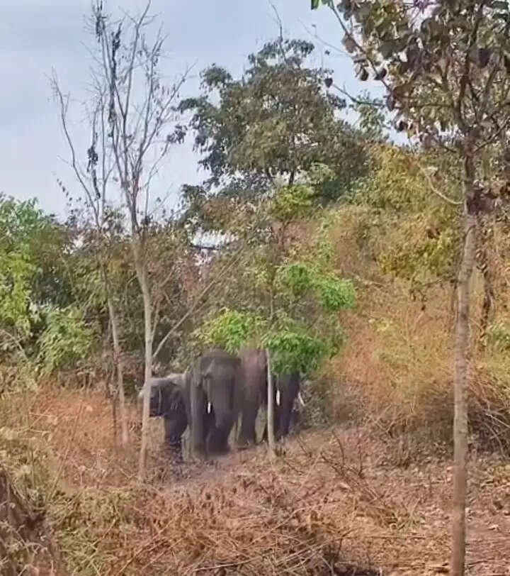 अनूपपुर: तीन हाथियों को जिले में 100 दिन हुए पूरे, राजेंद्रग्राम के तुलरा के जंगल में जमाया डेरा