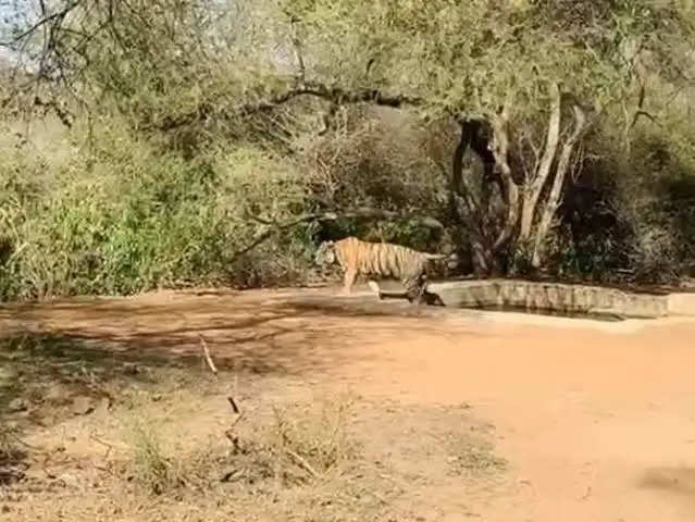 सरिस्का को आबाद करने वाली उम्रदराज बाघिन एसटी 2 की बीमारी से मौत