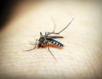 गुरुग्राम में डेंगू के मामले बढ़े, 133 पहुंची संख्या